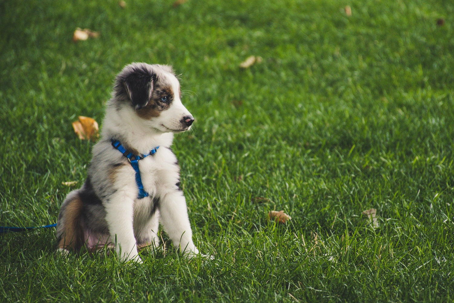 Collars & Leashes