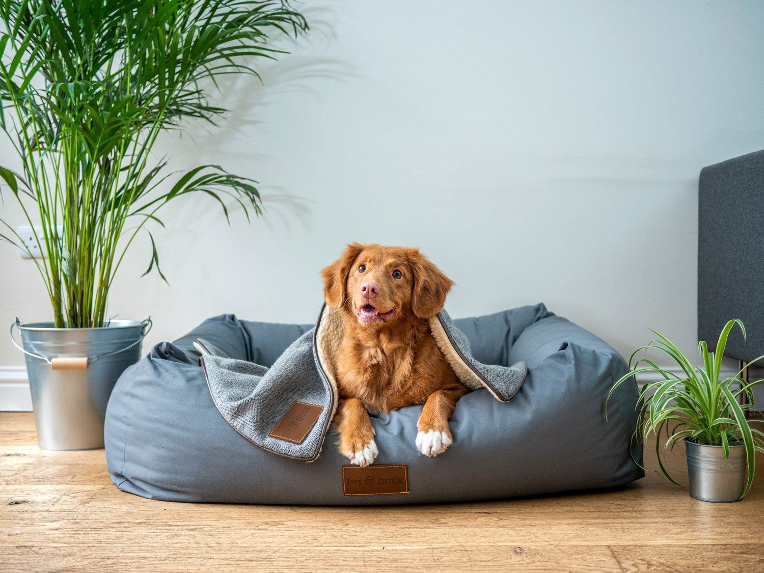 Pet Beds & Accessories
