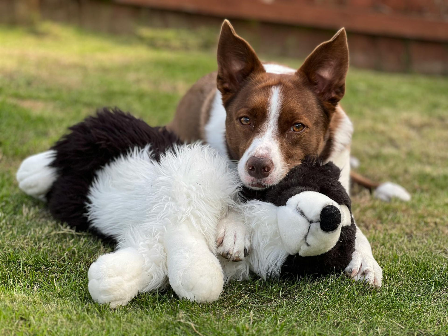 Pet Toys