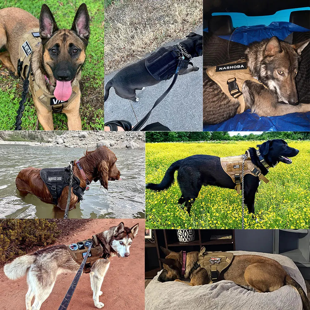 Large Dog Harness and Leash Set for German Shepherd Malinois